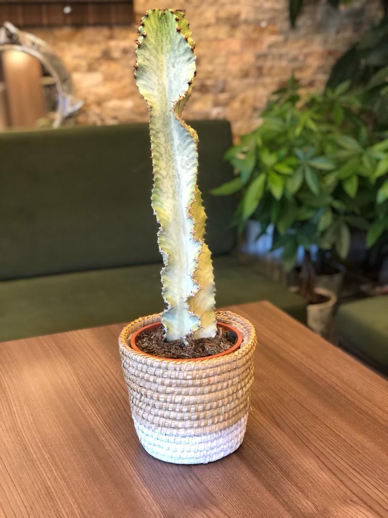 EUPHORBİA İNGENS VARİEGATA CACTUS